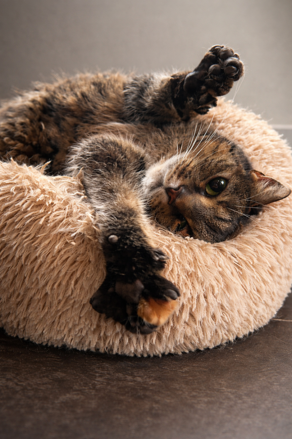 Kattenopvang Groningen omgeving