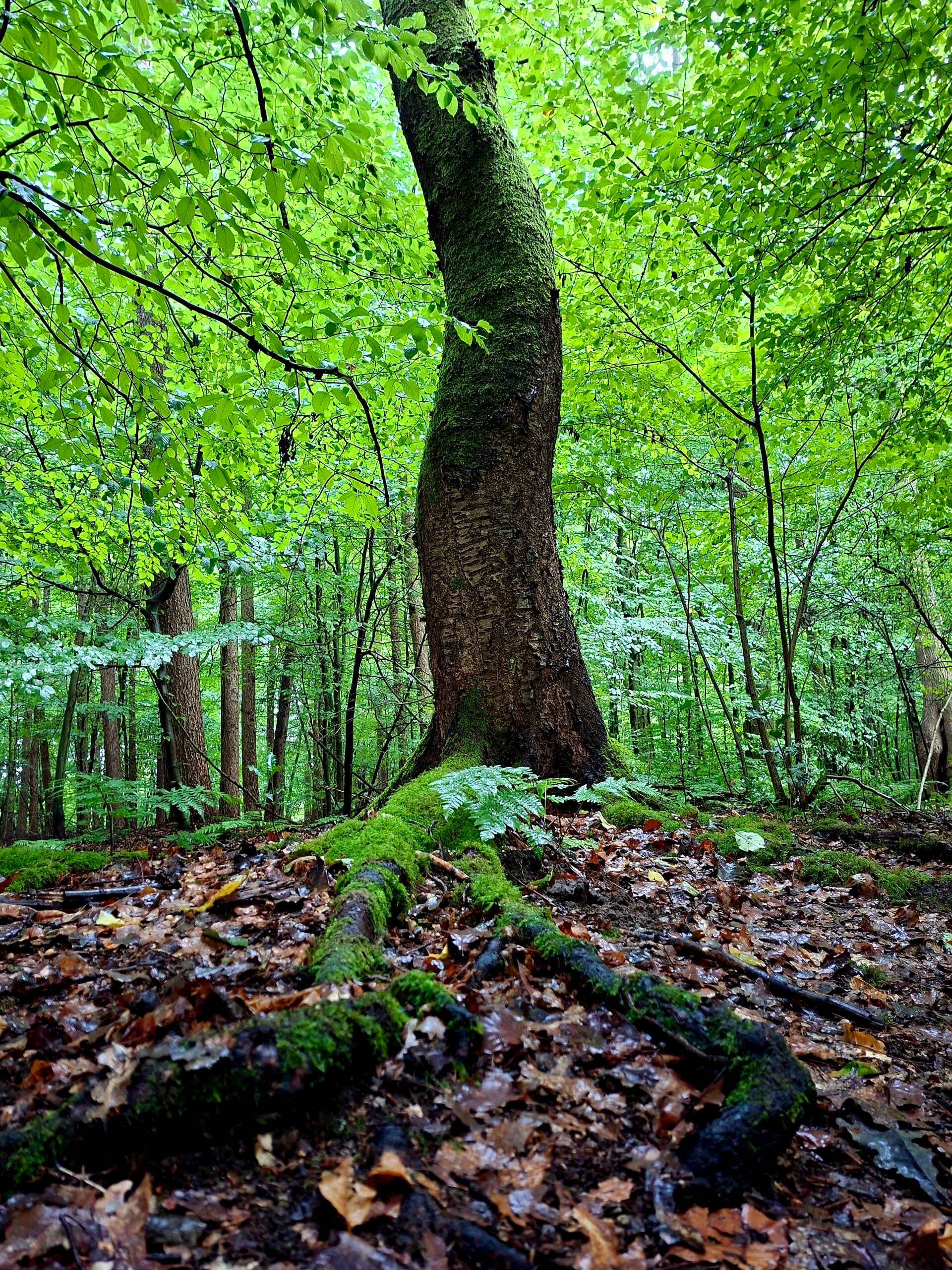 Kleine Runde Waldwissen 14. September 2025