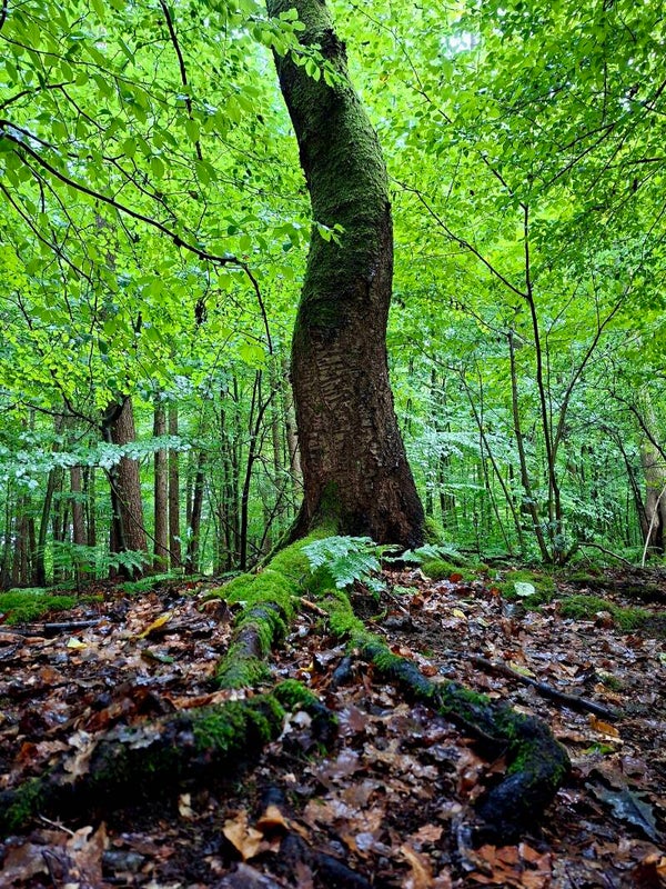 Kleine Runde Waldwissen 14. September 2025