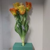 Nova Nature Papegaai tulp bundel Sally 51cm oranje combo