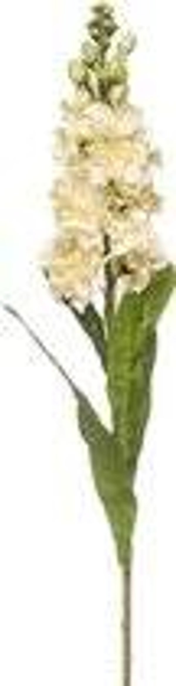 Emerald - Kunstbloem Violier 80cm crème - Kunstplant voor binnen EAN:  8714344392623