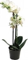Phalaenopsis Orchidee In Pot 50 cm wit kunstplant EAN:  8505455134406