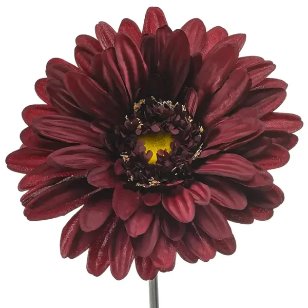 Emerald Gerbera giant spray burgundy 105cm