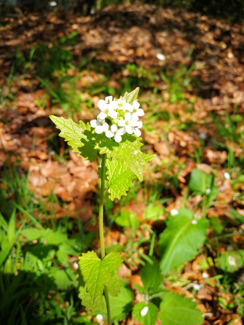 Knoblauchsrauke, Wildkräuter, Bärlauch, Knoblauch