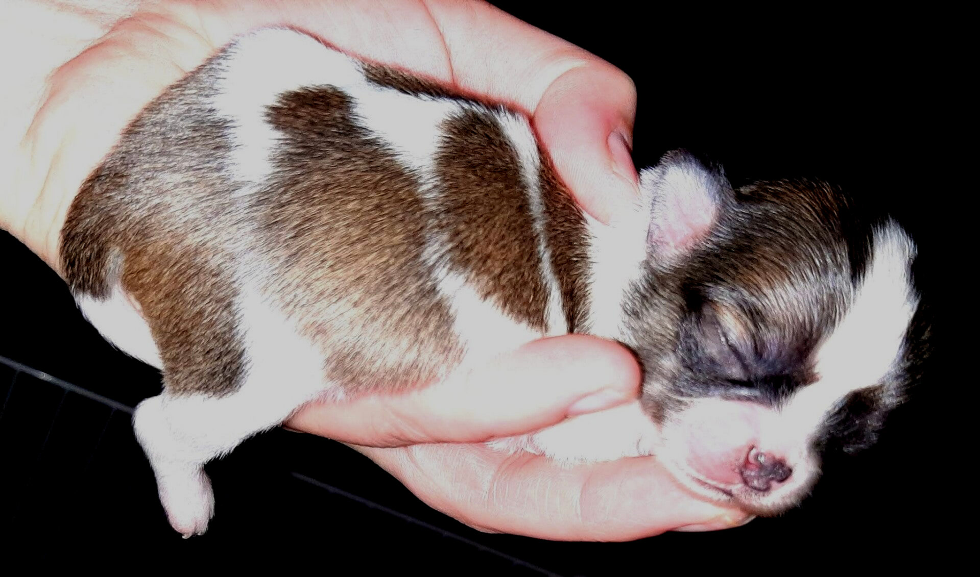Pasgeboren Chihuahua puppy, liefdevol vastgehouden