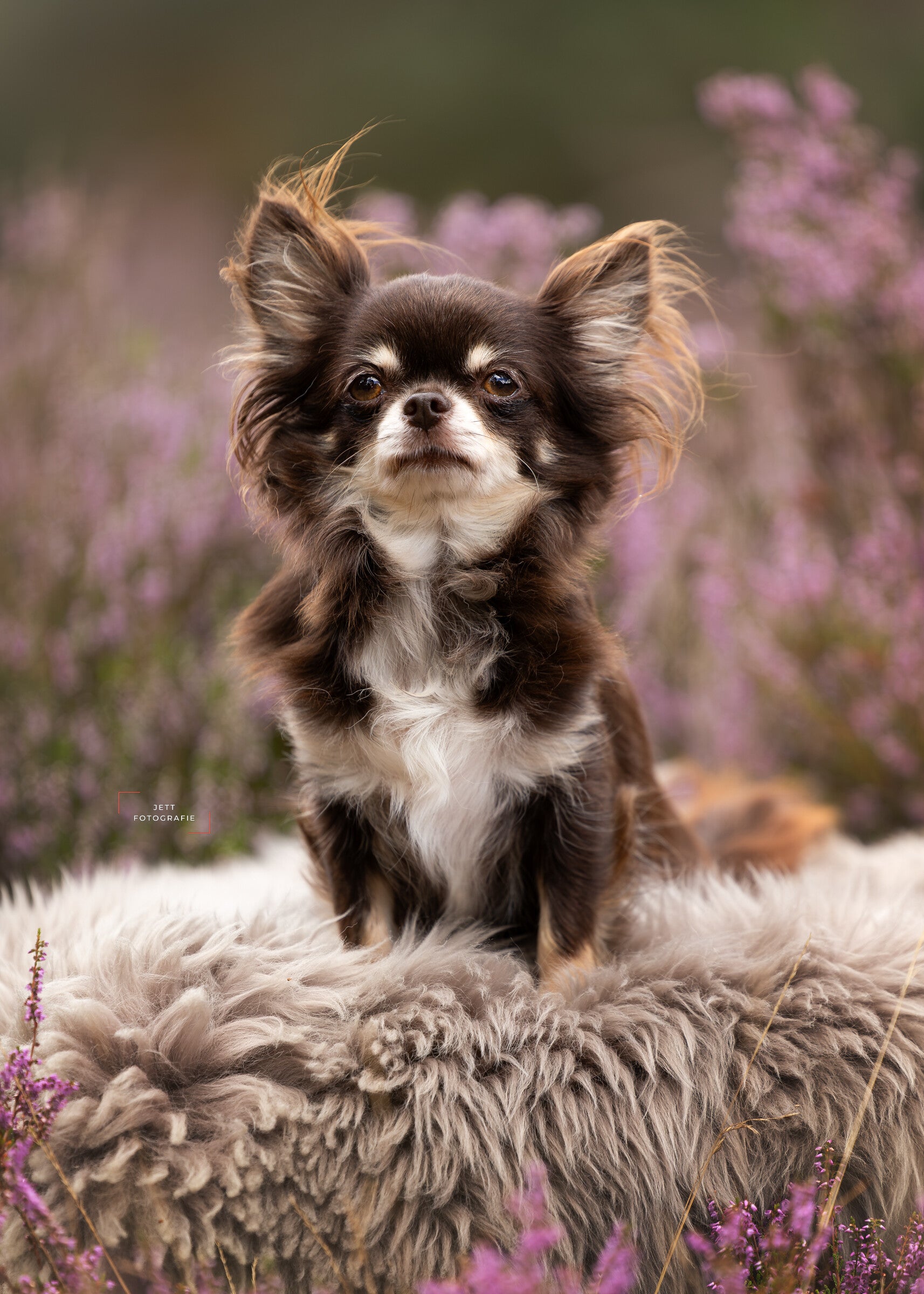 Langharige Chihuahua teef Teddy van Wagging Dreamer