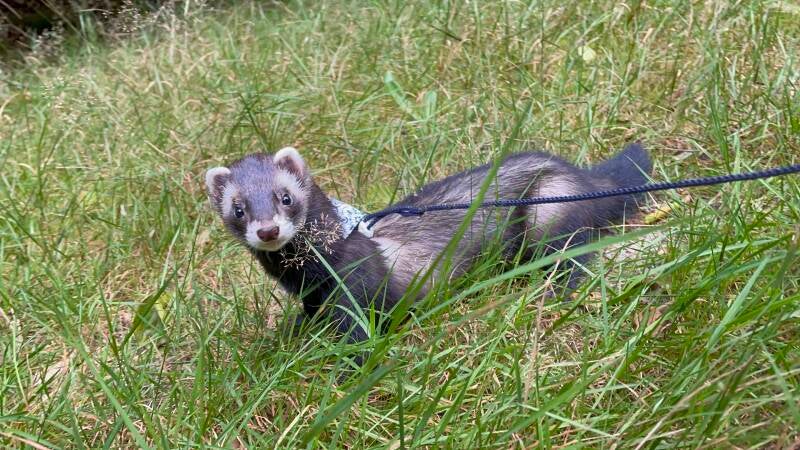 Fret, huisgenoot van de Chihuahua’s bij Wagging Dreamer