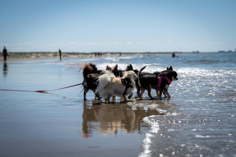 Chihuahua’s van Wagging Dreamer tijdens een strandwandeling