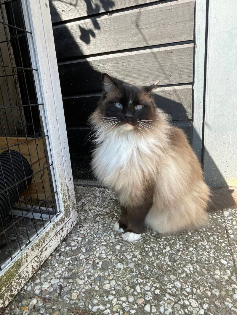 Ragdoll kat, huisgenoot van de Chihuahua’s bij Wagging Dreamer