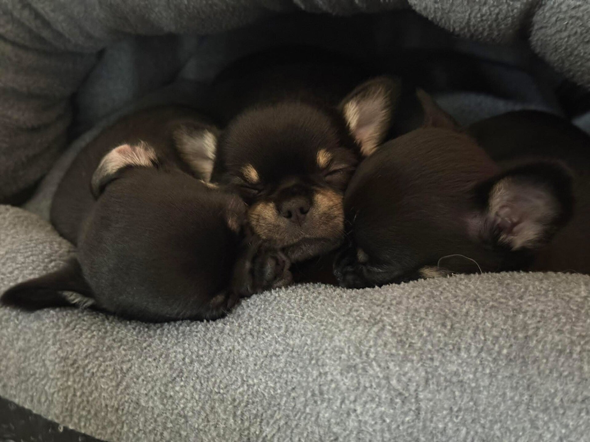 Chihuahua pups bij Wagging Dreamer – kleinschalige fokkerij