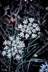 0650a641-0895-4f08-b456-f9ece53dd54e.jpeg