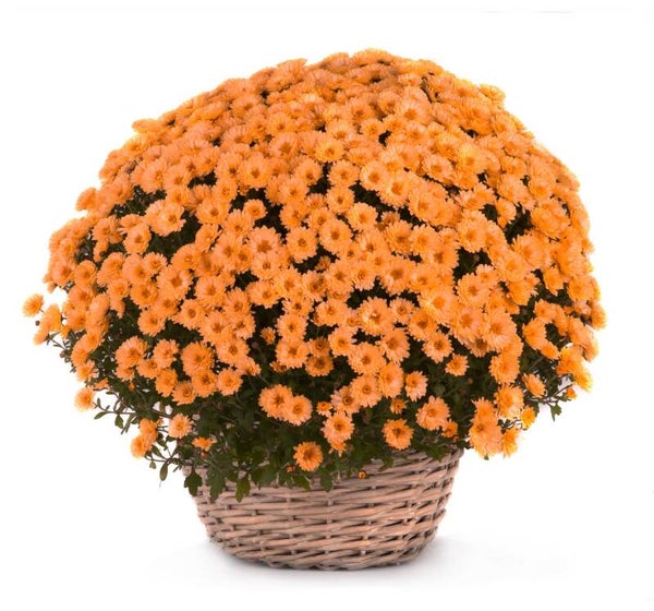 Chrysanten oranje