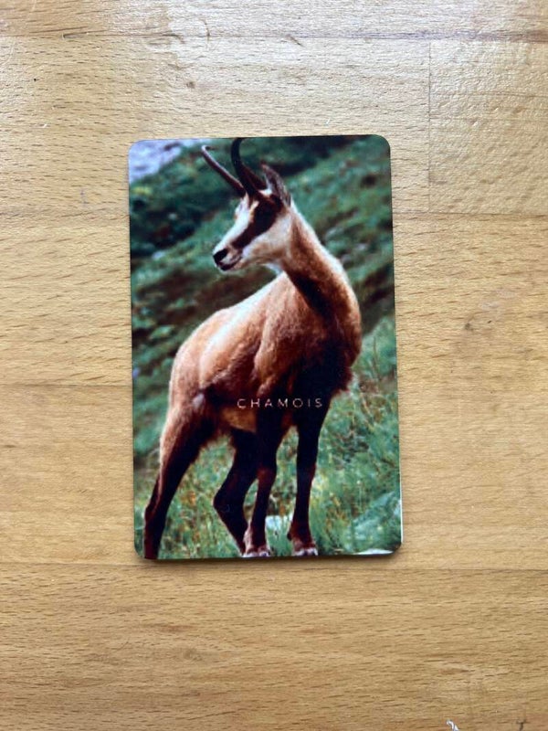 Magnet chamois