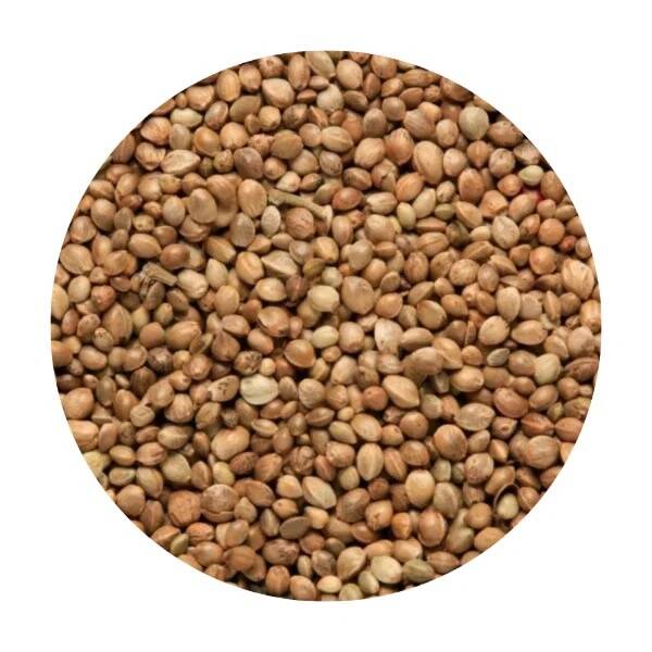 Huge Hemp