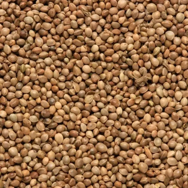 Standard Hemp