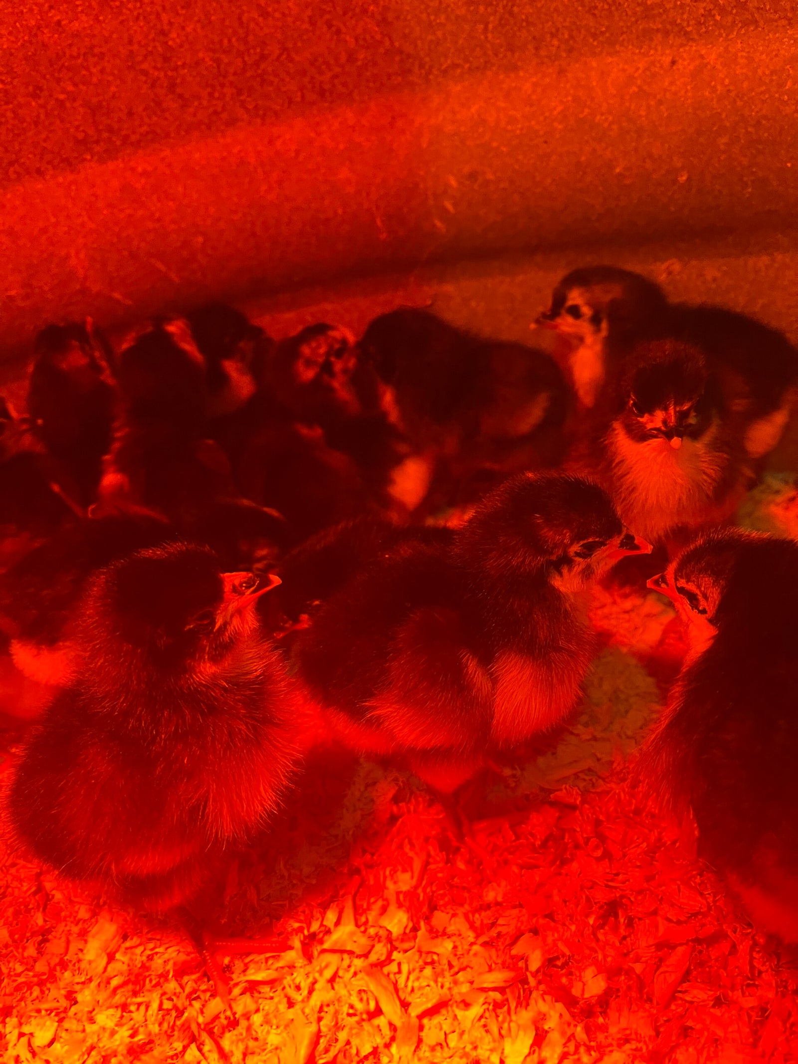 Wild Wood Farm photo 8