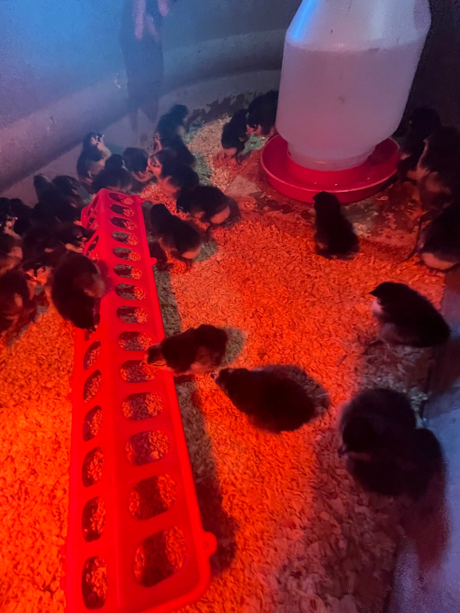 Wild Wood Farm photo 12