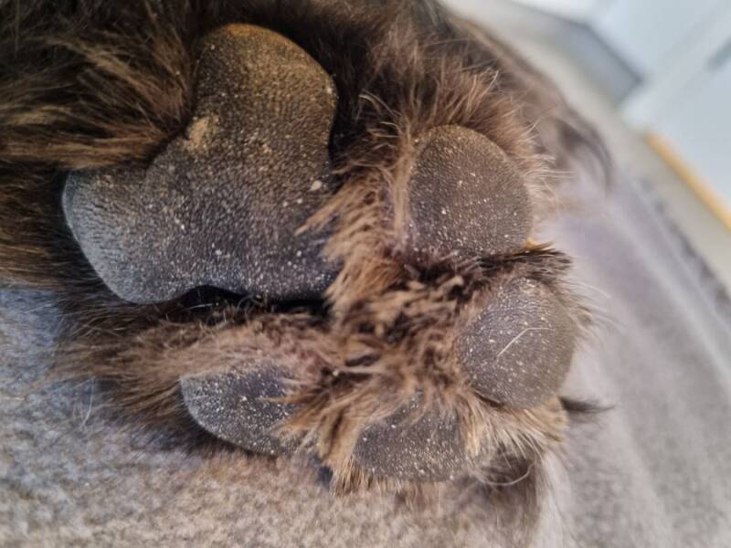 Siste bildet av Knotts pote.