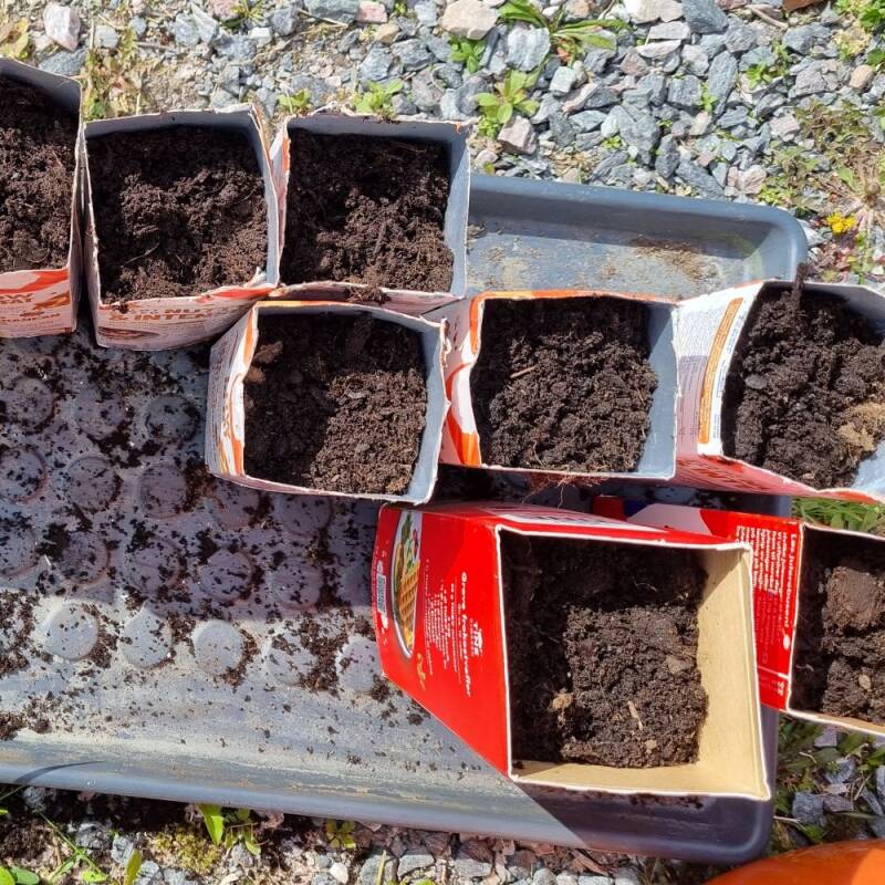 Satser på stor avling av gulrøtter