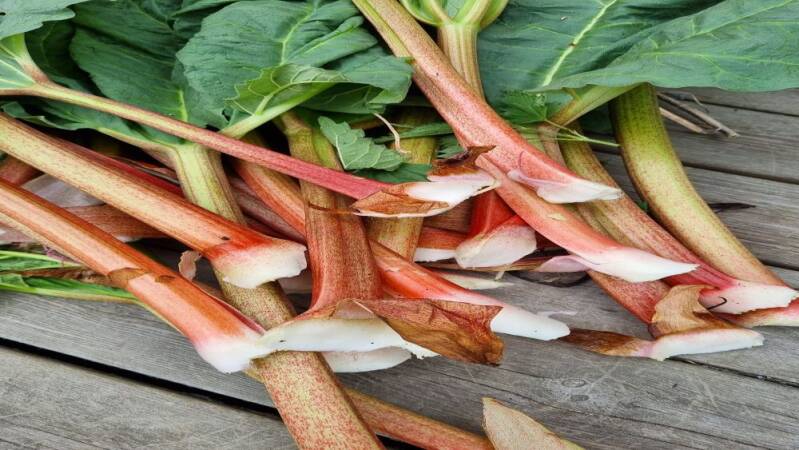 Årets første rabarbra