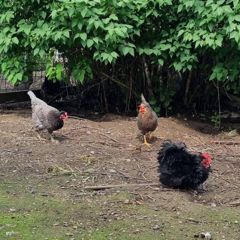 Hønene med hanen Ozzy