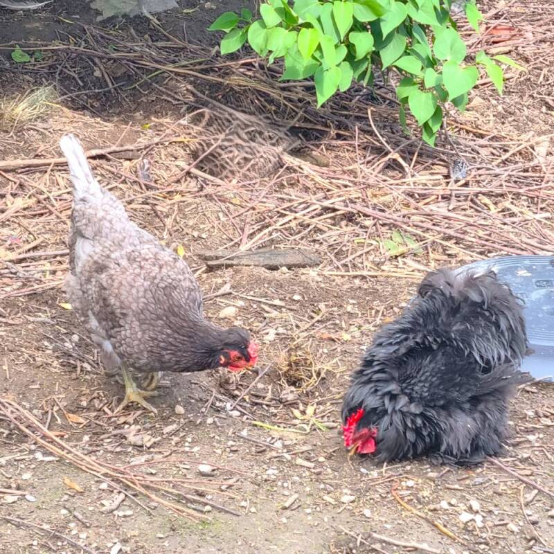 Hønene med hanen Ozzy