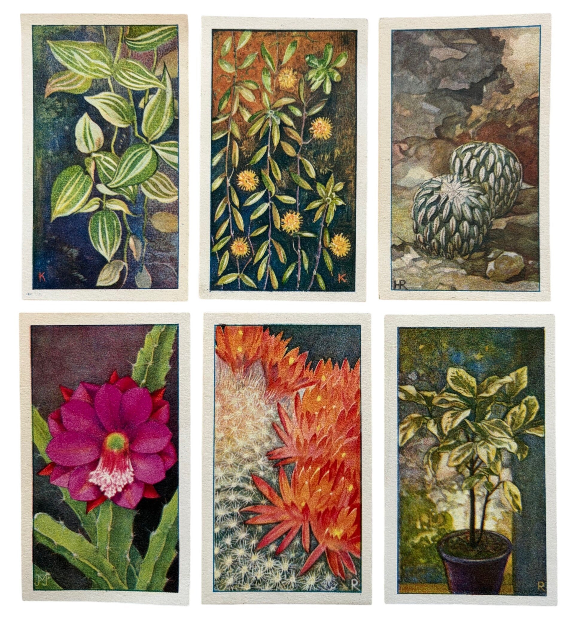 Vintage Botanische Mini Illustraties – Set van 6