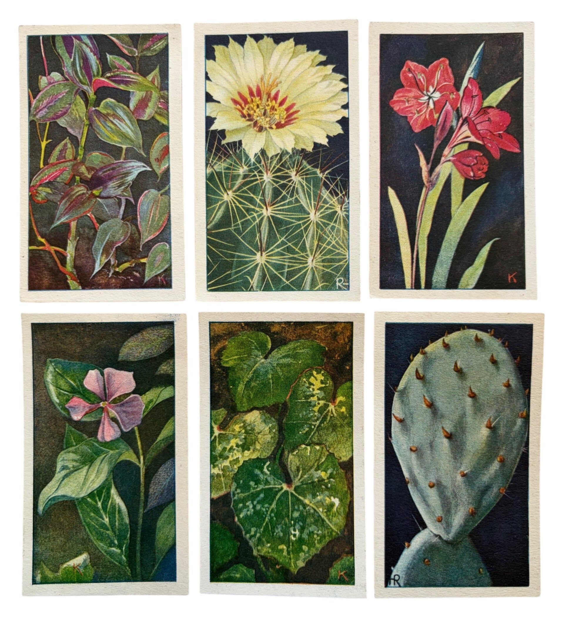 Vintage Botanische Mini Illustraties – Set van 6