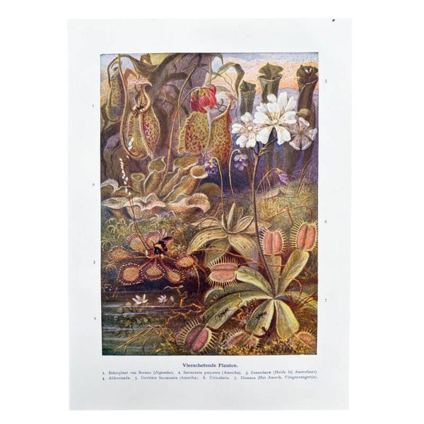 Vleesetende Planten – Originele Boekplaat Uit 1915
