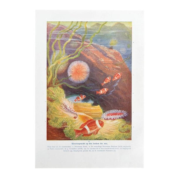 Kleurenpracht Op De Zeebodem – Originele Boekplaat Uit 1915