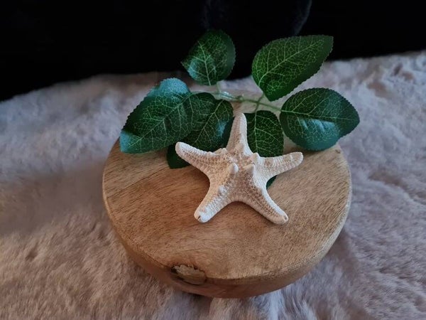 Haarclips Zeester Groot