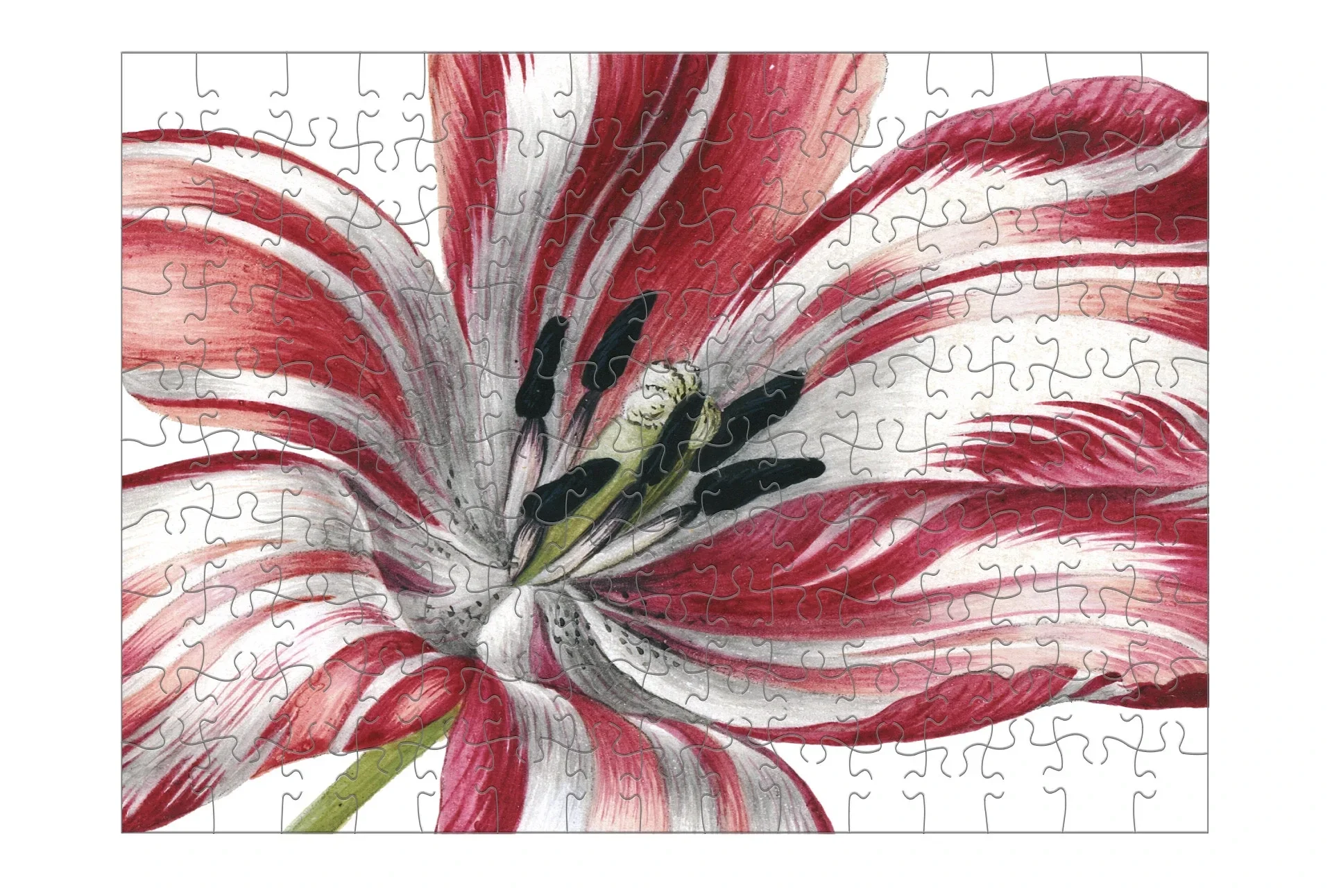 Sybilla Merian: Three Tulips / 150 (MUS)
