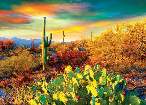Desert Dreams