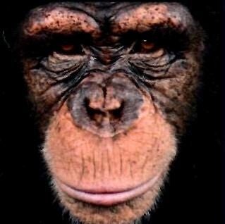 Q-Puzzle: Animal-09