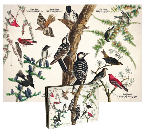 Audubon: Birds