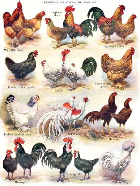 Poultry