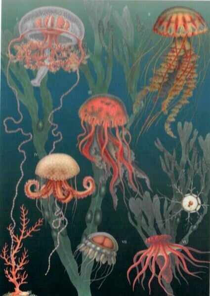 PP: Jellyfish