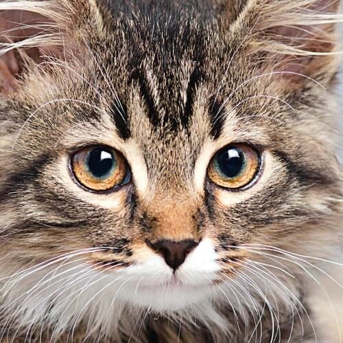 Q-Puzzle: Animal-06