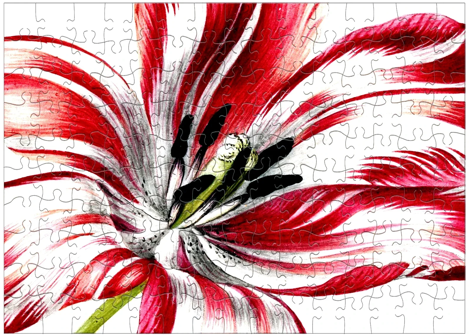 Merian: Three Tulips (Ausschnitt) / 150 (MUS)