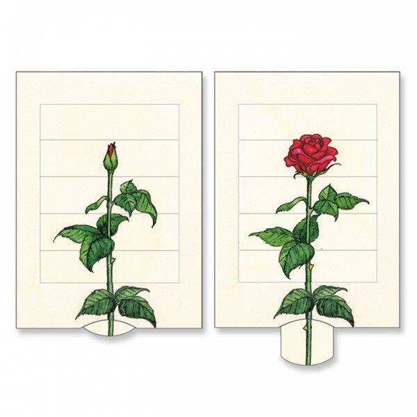 LK: Rose