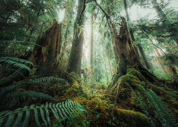 RAV: Nature Edition: Faszinierender Wald / 1000