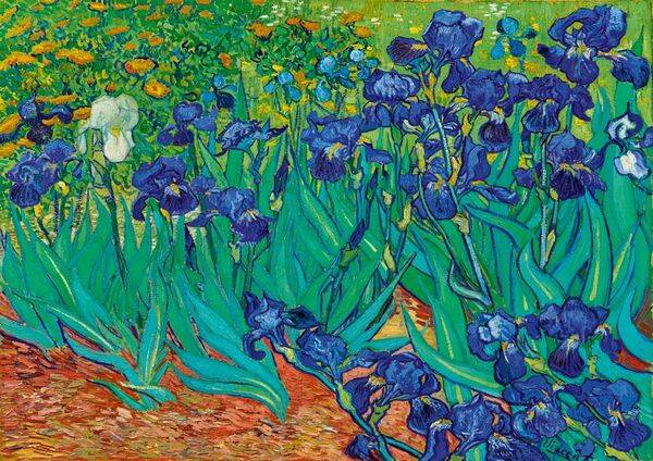 Van Gogh: Irises
