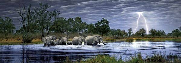 Herd of Elephants / 2000