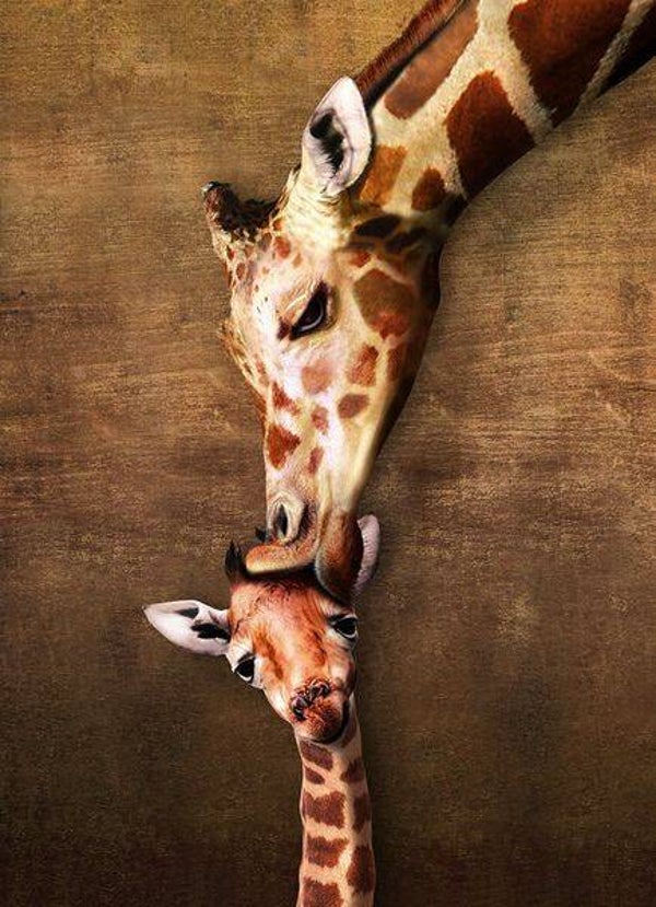 Giraffe Mother's Kiss