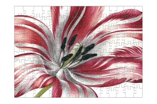 Sybilla Merian: Three Tulips / 150 (MUS)