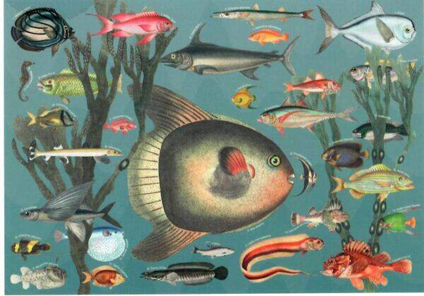 PP: Exotic Fish