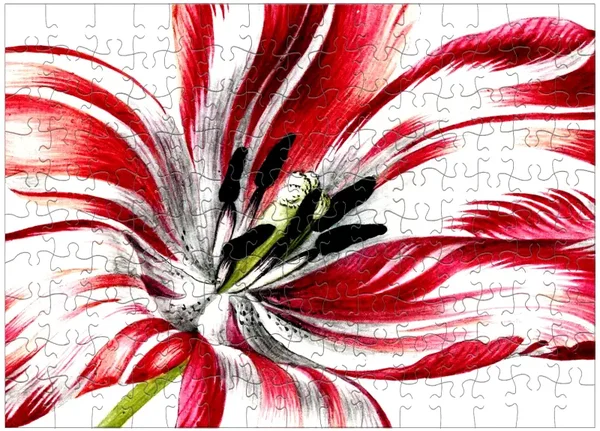 Merian: Three Tulips (Ausschnitt) / 150 (MUS)