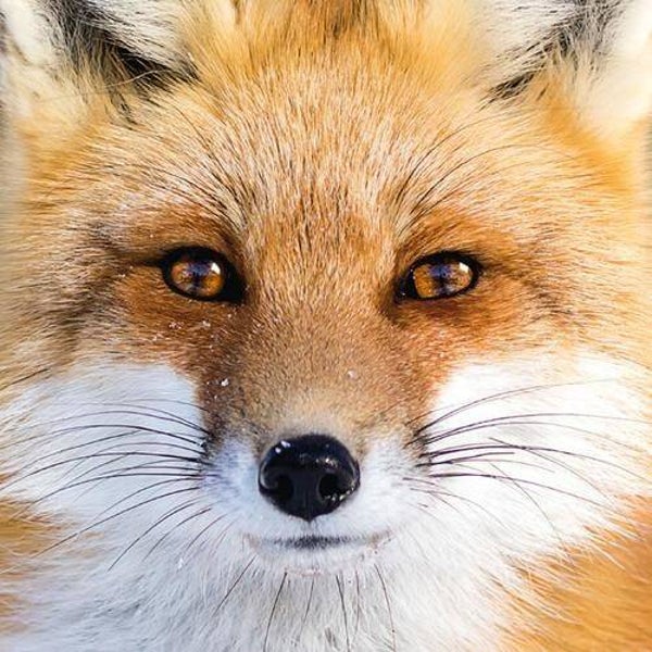 Q-Puzzle: Animal-07