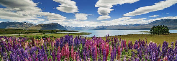 Hey: Lake Tekapo, Neuseeland / 1000