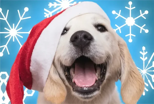Holidays - Santa Paws / 150 (MP)